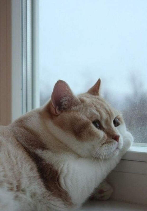 животные которые готовы к зиме