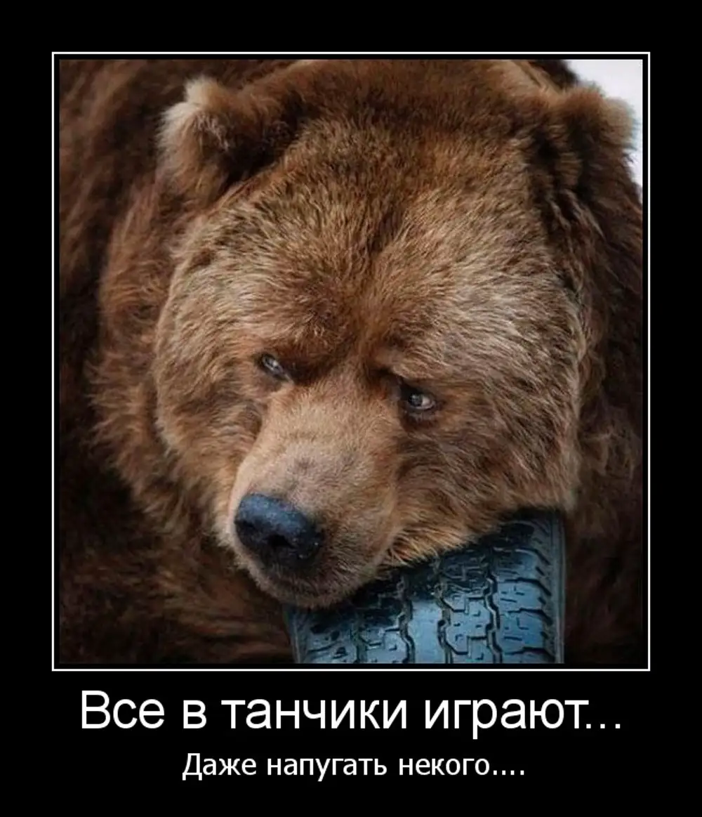 Медведь Скучает Фото