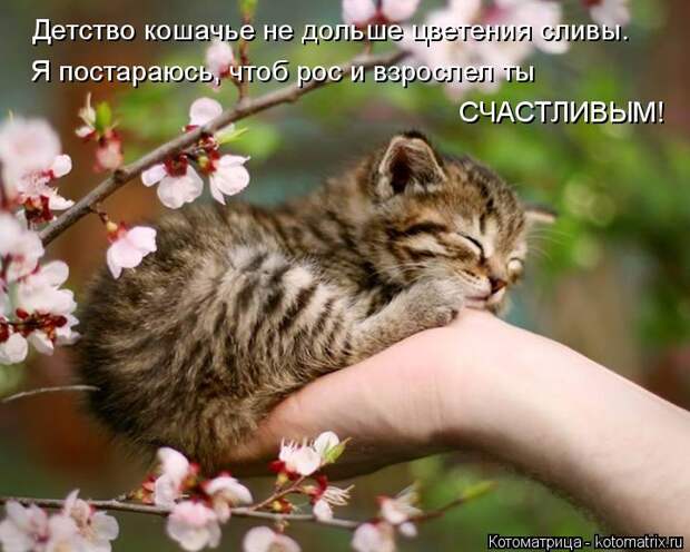 Котоматрица: Детство кошачье не дольше цветения сливы. Я постараюсь, чтоб рос и взрослел ты СЧАСТЛИВЫМ!