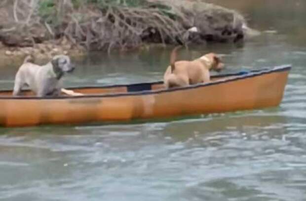 Две собаки оказались в ловушке, несясь в каноэ по реке. Но только посмотрите, кто пришел к ним на помощь