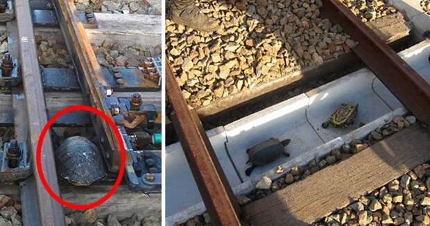 Японские железнодорожники построили тоннели для черепах тоннель, черепаха, япония