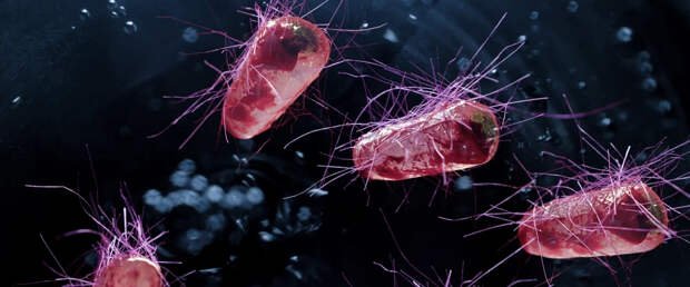 ГМО-бактерии научились решать сложные вычислительные задачи