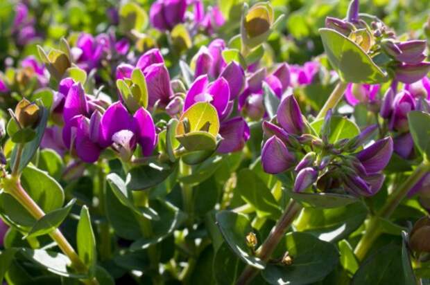 Истод миртолистный (Polygala myrtifolia) Истод миртолистный (Polygala myrtifolia)