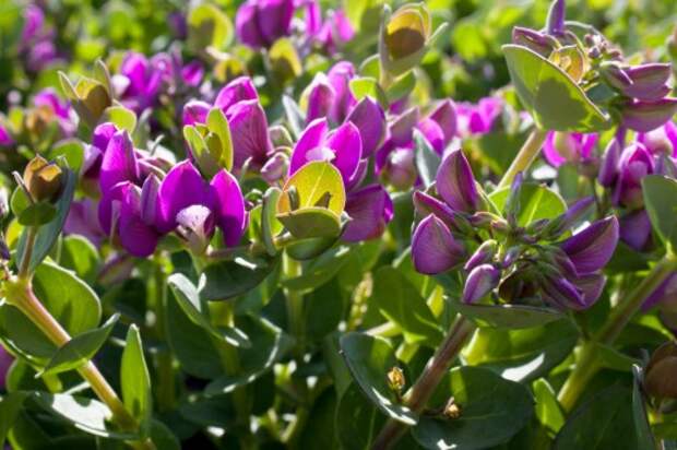 Истод миртолистный (Polygala myrtifolia)