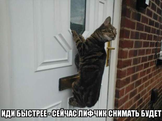 Картинки, юмор, приколы