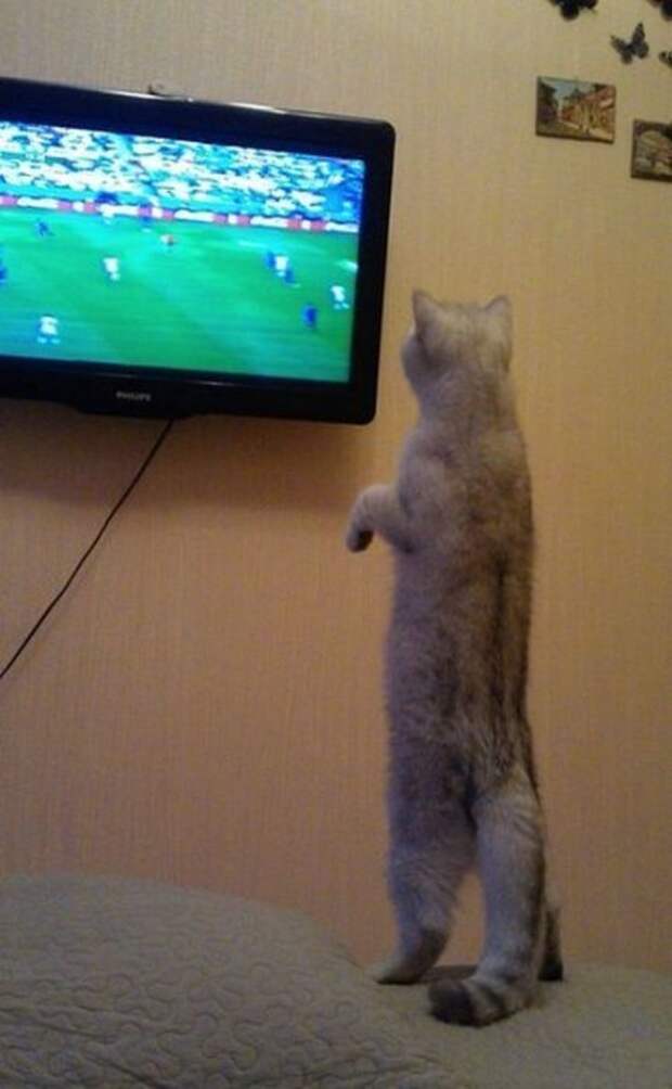 Прикольные картинки про футбол и не только...