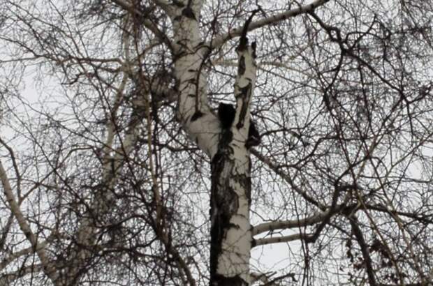Пожарные Котовска снимали кота с дерева с помощью 30-метровой лестницы