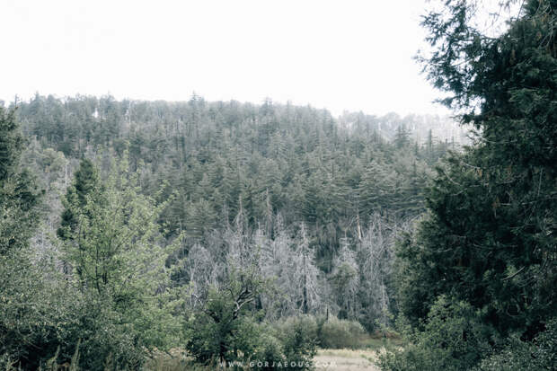 Palomar Mountain State Park-19.jpg