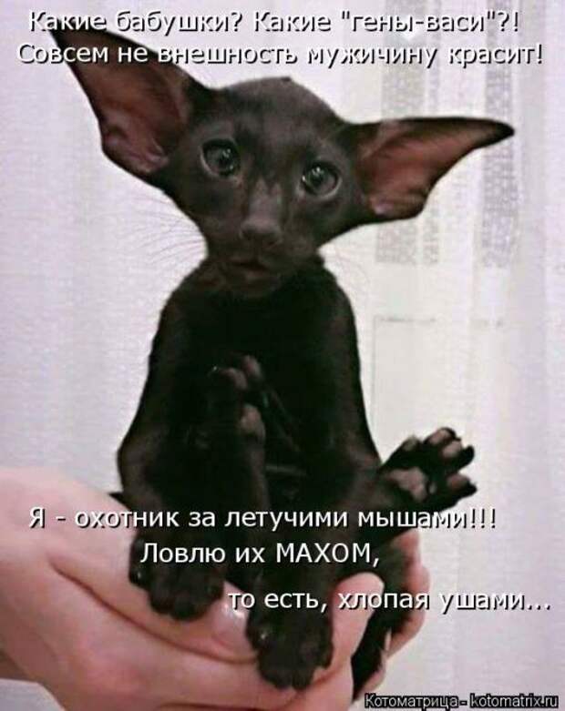 Лучшие котоматрицы недели (50 фото)