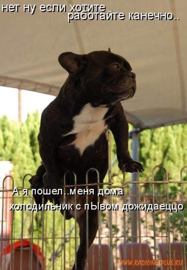Зверье мое......