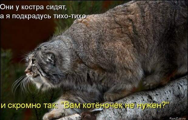 Котоматрица 9