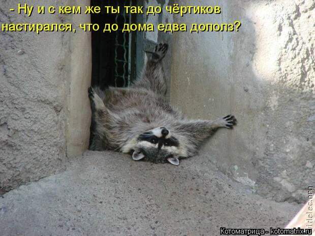Лучшие котоматрицы недели (50 фото)