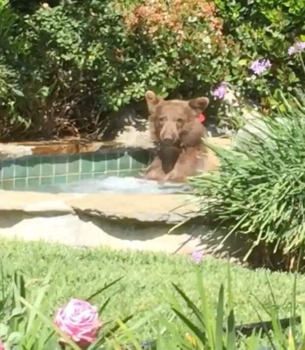 Почему бы не освежиться в жаркий калифорнийский день? видео, джакузи, животные, забавно, звери, медведь, неожиданно, юмор