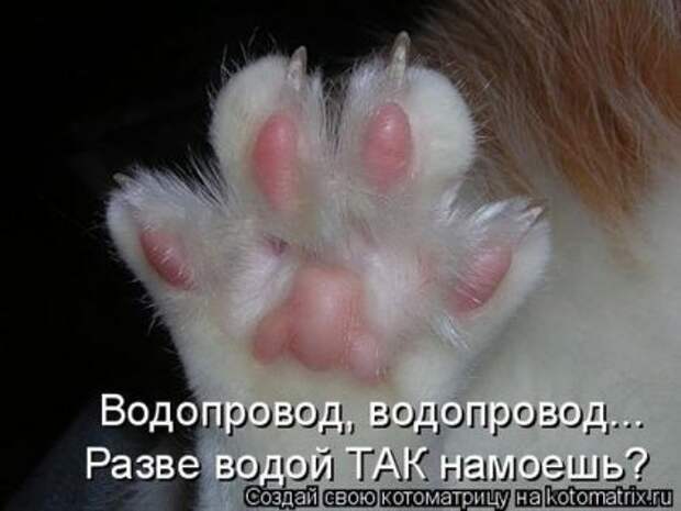 Лучшие котоматрицы недели (16 фото)