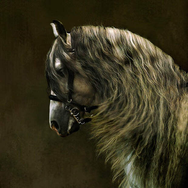 14. Андалузские лошади имеют длинные густые гривы и хвосты. (Wojtek Kwiatkowski)
