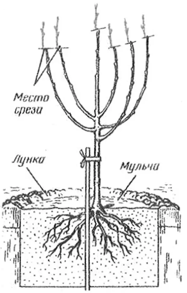 Глубокая посадка груши. Корневая шейка заглублена саженцы. Посадка саженца груши весной. Посадка саженца яблони. Выбор саженца груши.
