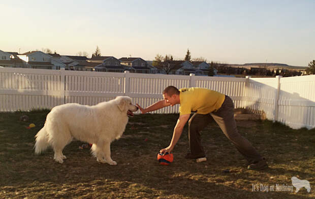 Great Pyrenees Football