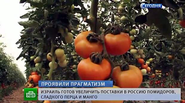 pomid pomid