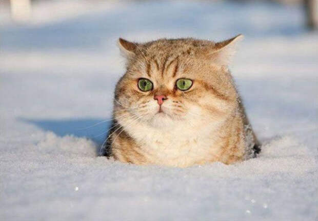 животные которые готовы к зиме