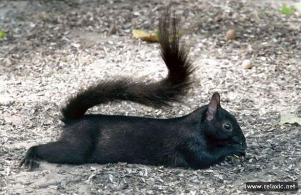 funny_animals_035