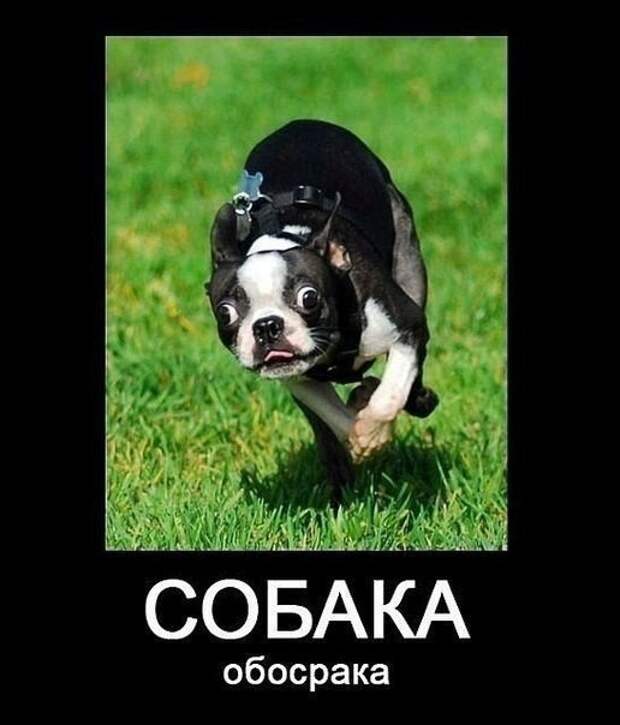 Виды собак