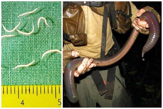 Самый маленький червь - острица -  от 5 до 10 мм, самый большой червь - дождевой  - гигантский австралийский червь, достигает в длину от 80 см до 3 м. большие, животные, интересное, маленькие, природа, факты, фауна