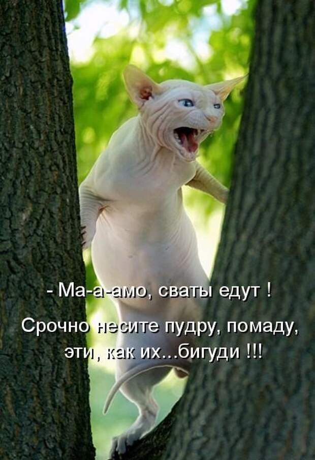 Котоматрица (81 фото)