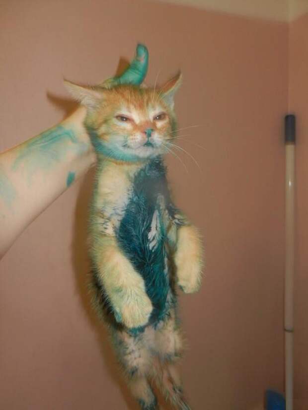 Котострофа коты, один дома