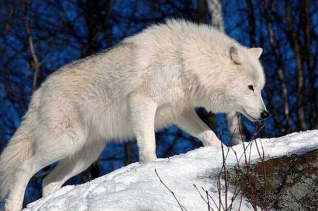 Мелвильский островной волк вырастает почти до двух метров