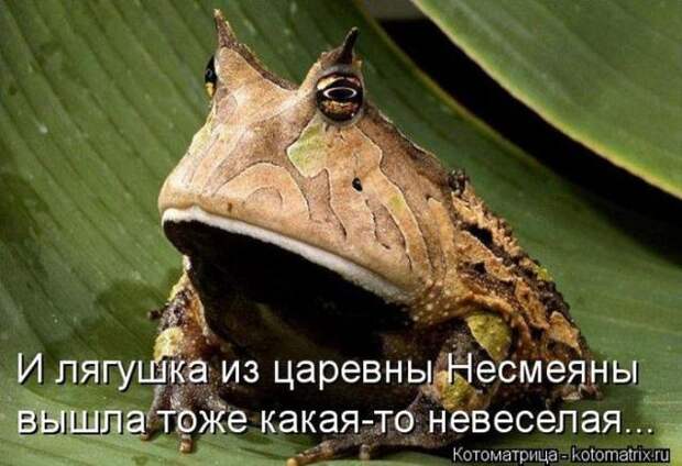 котоматрицы (50 фото) котоматрицы (50 фото)