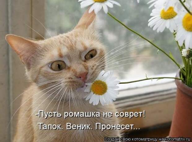 Прикольные котоматрицы. Весёлые коты