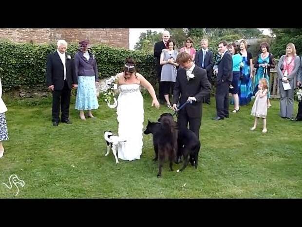 WATCH: Dogs Ruining Weddings