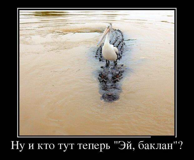 Демотиваторы демотиваторы, прикол, смех, юмор