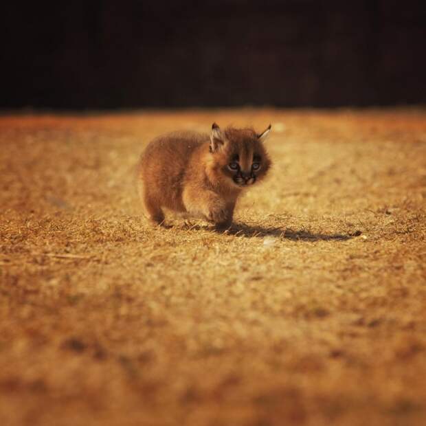 Лучшие фотографии месяца! интересное, фото