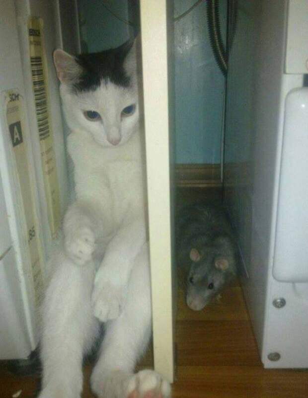 Прикольные котики коты, прикол, фото