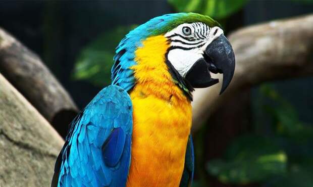 Попугай ара - Интересные факты о попугаях