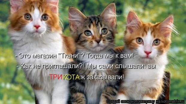 Котоматрица