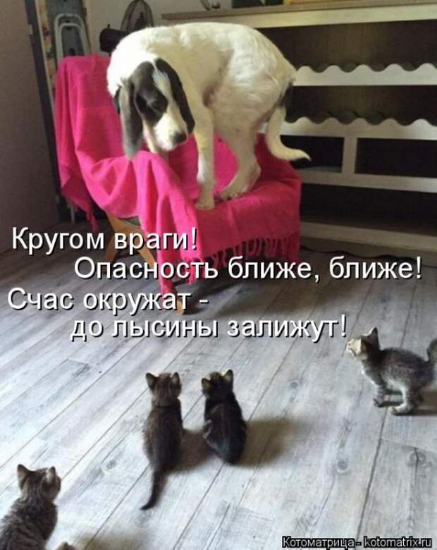 Лучшие котоматрицы недели (50 фото)