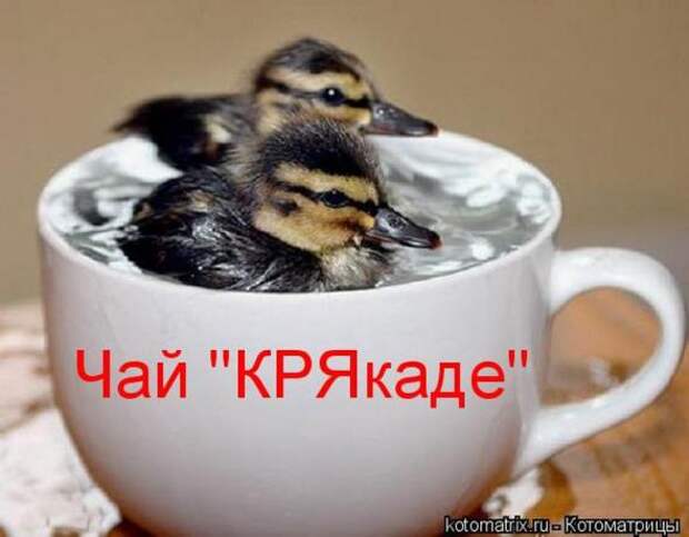 Котоматрицы (картинки с надписями)