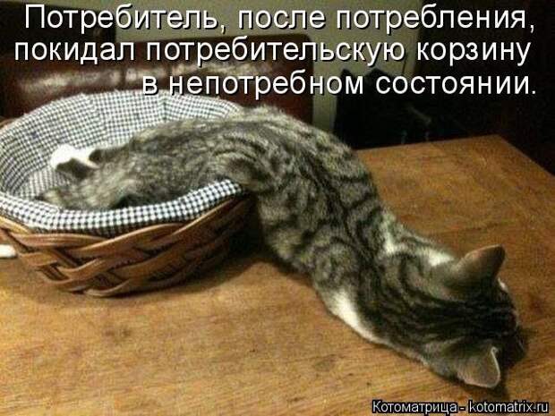 Забавные животные :)