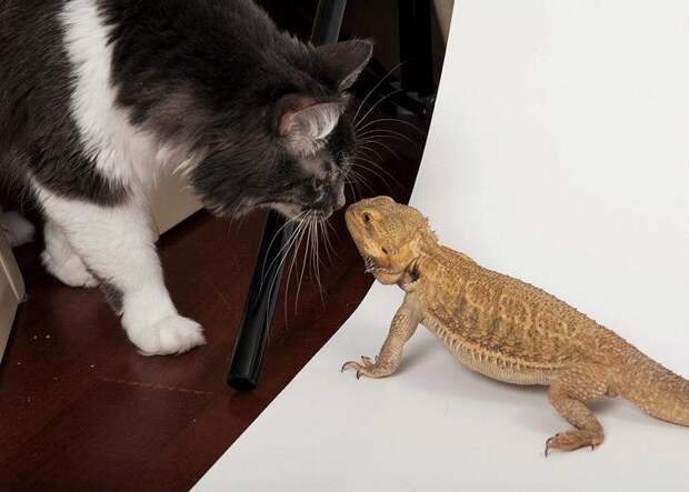 InterspeciesFriends27 InterspeciesFriends27 Самые трогательные примеры дружбы среди животных