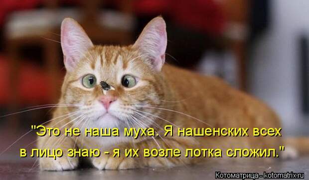 Котоматрица: "Это не наша муха. Я нашенских всех в лицо знаю - я их возле лотка сложил."