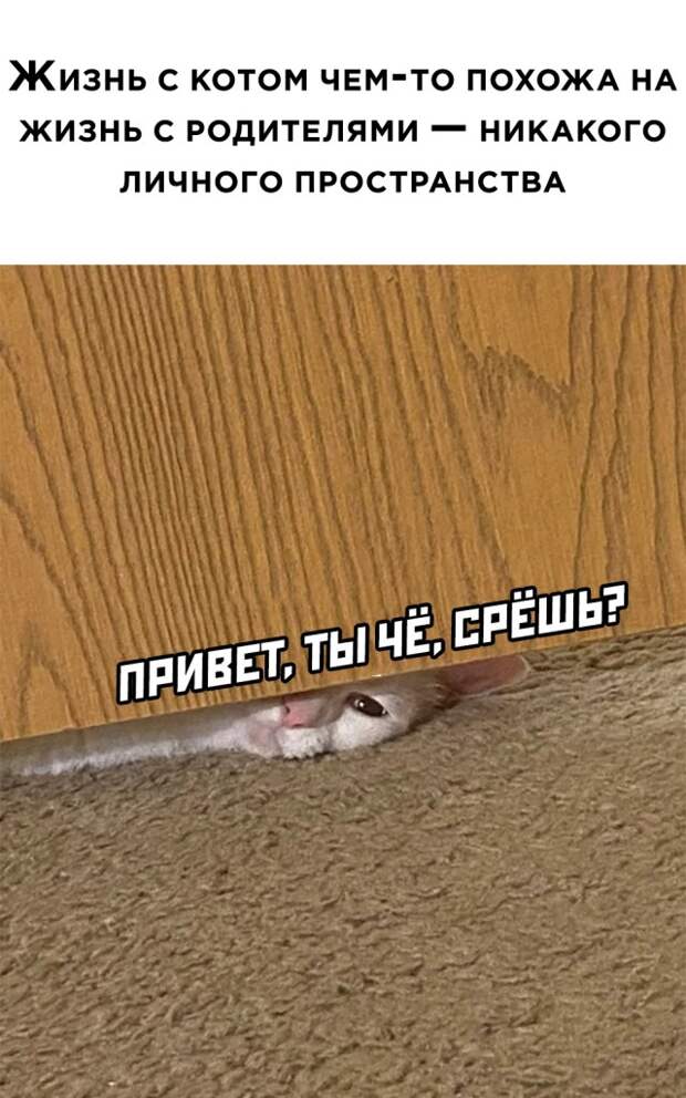Смешные картинки вечер 18 марта 2021 года