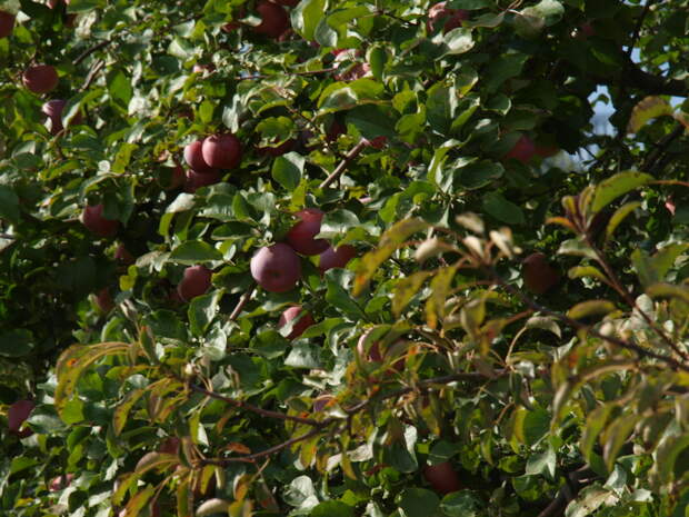 яблоня готова к сбору яблок