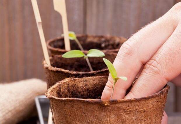 Пикировка рассады