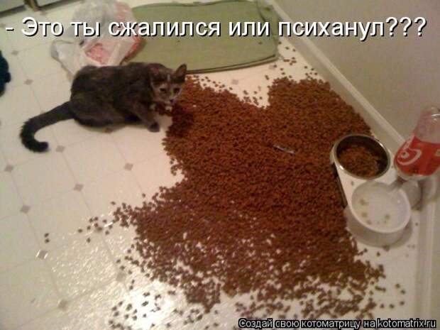 Лучшие котоматрицы недели