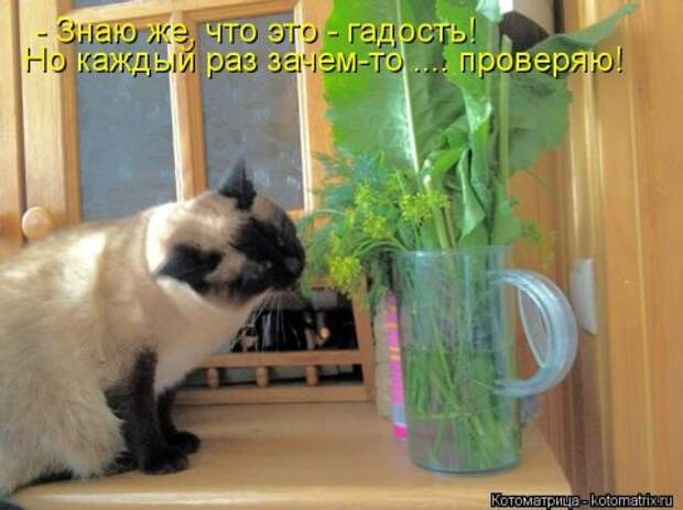 Новые крутые котоматрицы первой недели октября (50 фото) Новые крутые котоматрицы первой недели октября (50 фото)