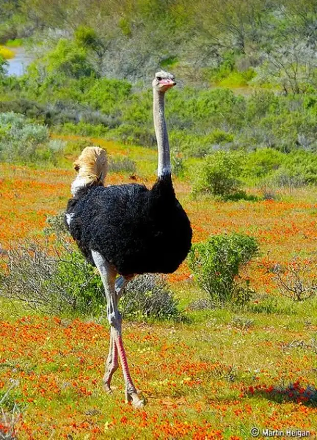 Африканский страус эму. Страус нанду. Страусы в природе. Страусы в природе. Страусы в природе.