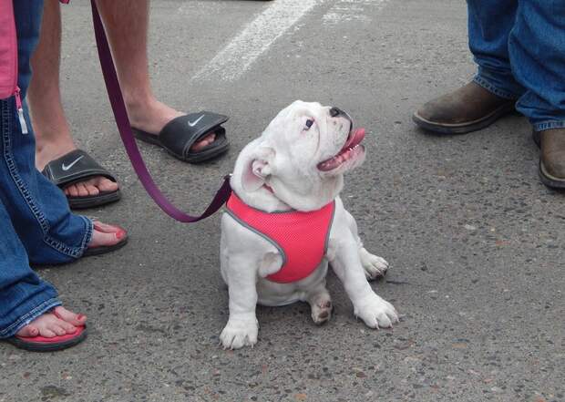 Выставка ретро-автомобилей в штате Висконсин авто, выставка, олдтаймер, ретро автомобили