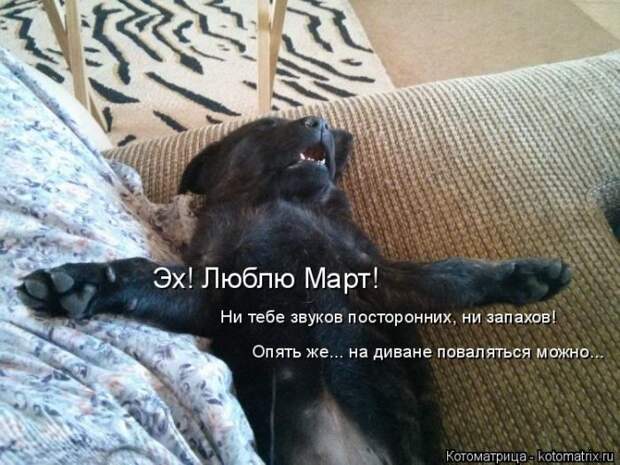 Лучшие котоматрицы недели (50 фото)